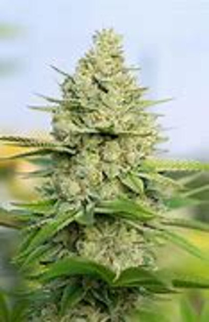 Strawberry Jerry


Sour Pineapple Kush

sour kush x orig pinepapple kush 


6-8 weeks of flower time

reg m/f 12 pk

indica dom hybrid 




 Indica Dominant Hybrid - 70% Indica / 30% Sativa  THC:  25%, 

With a sativa/indica ratio of 30:70, Sour Kush is a hybrid in the truest sense of the word a cross between the NYC sour deisel X Freezland X OG kush. delivering a combination of heady sativa effects and physical indica effects. The experience is happy, giggly, and euphoric yet lazy and relaxed. Creativity is also common while high on this strain. Sour Kush is reportedly very potent,The bud is lime green with brown hairs, while the flavor is pungent and citrusy and the aroma has pungent notes of lemon and lime. Growers say this strain grows in buds that are brown, green, and covered with amber crystals.

Pineapple Kush is an indica dominant hybrid strain (70% indica/30% sativa) created through crossing the delicious Pineapple X Master Kush strains. This classic indica strain is a favorite around the world for its super delicious flavor and light tingly high that hits both mind and body with a high level of potency. Like its name suggests, Pineapple Kush has a sweet and sour tropical citrus flavor with plenty of delicious pineapple and spicy kush, too. The aroma is of freshly picked pineapple with touches of spicy earth, sharp mint and a super sweet and fruity overtone.