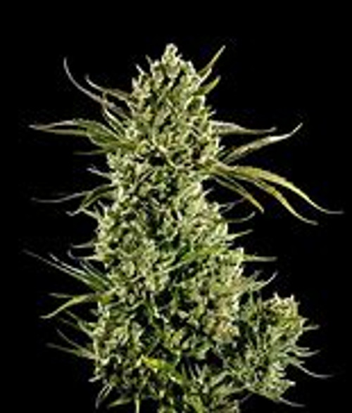 Space Queen is a hybrid marijuana strain made by crossing Romulan and Cinderella 99. This strain provides effects that intensely trippy and speedy. If you enjoy a buzzy head high, Space Queen is your ticket. This strain features an aroma of apples, vanilla, and cherries. Growers say Space Queen has large, resinous buds that produce large yields.