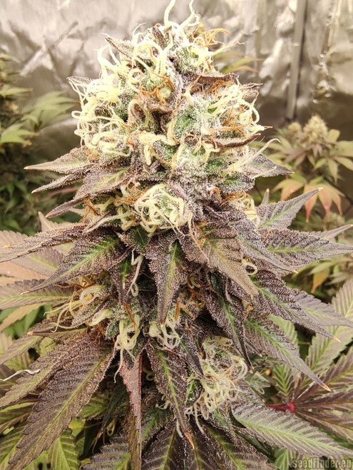 Zombie Storm is an indica/sativa variety from White Clouds Genetics and can be cultivated indoors (where the plants will need a flowering time of ±60 days), outdoors and in the greenhouse. White Clouds Genetics' Zombie Storm is a THC dominant variety and is available as feminized seeds.

Zombie Storm is a Cross of Zombified X Shitstorm is a good indica cross lots of terps and pleanty of energy...along with a good buz