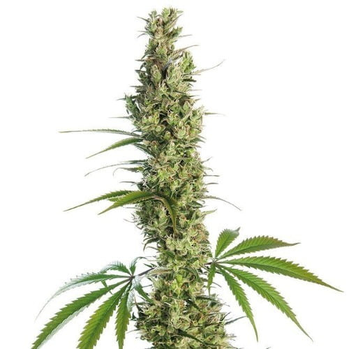 Indica Dominant Hybrid - 70% Indica / 30% Sativa
THC: 17% - 23%  8-9 weeks

Silver Back, also known more commonly as “Silverback Gorilla,” is an indica dominant hybrid (70% indica/30% sativa) strain created through crossing the infamous Grape Ape X Super Silver Haze strains. This bud has a beautiful appearance, with cloudy white crystal trichomes completely covering each and inch of the dense round purplish nugs. The stickiness of the nugs has an almost mulled wine smell to it, with a rich spiciness that's accented by fresh grapes and pungent earth. The taste isn't something to be sneezed at either, with flavors of sweet grapes and berries dancing across your tongue and a smooth spicy exhale. The Silver Back high is smooth in itself as well, with a happy lift that fades easily into a deep and peaceful sleep.

Candy Queen is a sativa dominant hybrid strain (70% sativa/30% indica) created through crossing the delicious Candy Kush X Space Queen strains. This powerful bud packs a flavor fit for royalty and super energizing daytime high that is a great option for a wake-and-bake when you need a little extra oomph to get out of bed and get going on your day. Candy Queen has a super sweet and sugary tropical fruity flavor with hints of juicy mangoes, ripe berries and sweet pears. The aroma is just as delicious, with a bouquet of sugary tree fruits accented by tropical citrus and fresh mangoes. The Candy Queen high will hit you with a jolt of happy energy almost as soon as you exhale, launching your mind into a place of pure motivation and creativity. You'll be super euphoric and sociable, ready to chat with anyone and everyone around you, regardless of if you know them or not. A light physical relaxation accompanies this heady boost, allowing you freedom from pain without affecting your energy level. With these effects and its super high 28-30% average THC level, Candy Queen is often chosen to treat a variety of conditions including chronic stress or anxiety, depression, chronic fatigue and chronic pain. This bud has dense and rounded minty green nugs with bright purple undertones, sparse thin orange hairs and tiny white crystal trichomes.