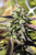 Humboldt Seed Co.
CHUNKADELIC AUTOFLOWER
 ORIGINAL STRAIN
AUTOFLOWER SEEDS
FLOWERING TIME 75-90 days
INDICA | AVG. THC 18-22% | MINOR VARIATION | CHUNKY BUDS 
TANGERINE | SKUNKY | FUEL 


Chunkadelic Autoflower

As a homage to one of our favorite bands, Parliament Funkadelic, we gave this strain a fitting name to go with its bag appeal and production. We’ve been using “cunkle’ to describe the gnarly chunky nugs of Caramel Cream, and this has the same cunkle effect: attractive nugs with solid dank protrusions. Easy yet productive, this cultivar is great for either large scale production or your backyard grow.









AUTOFLOWER SEEDS


FLOWERING TIME 75-90 days


STRAIN BENEFITS
Chunky Buds
Average THC 18%-22%
Indica