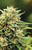 Humboldt Seed Co.
CALIFORNIA SOUR DIESEL
LEGENDARY STRAIN
20% INDICA 80% SATIVA | HUGE PRODUCER | AMAZING SOUR SMELL | F5
FLOWERING TIME 65-70 DAYS, October 15-25
California Sour Diesel

Our California Sour Diesel is a classic and is bred to grow and grow. It has a sour lemon citrus fuel smell and is helpful for relaxing and as an appetite stimulant.

California Sour Diesel, also known as “Cali Sour Diesel,” is a hybrid strain (20% indica/80% sativa) created through crossing the powerful Sour Diesel BX3 X Headband strains. Known for its super heavy flavor and stimulating high, California Sour Diesel is a great choice for any hybrid lover who's after some sweet sedation after a long and stressful day. Like its name suggests, California Sour Diesel has a super sour diesel flavor with hints of spiciness to it, too. The aroma takes a heavy pungent turn, with rotting cheesy spices accented by sharp diesel and earth. It starts with a tingle in the back of the neck and head, slowly working its way forward through your mind and outward through your entire body. You'll find your mental state lift into a happy and unfocused euphoria that sends your mind spinning through hazy happiness. A physical buzz comes next, relaxing tired limbs and soothing aching muscles and joints. In combination with its high  average THC level, these full-bodied effects make California Sour Diesel the perfect choice for treating chronic pain, muscle spasms or cramps, chronic fatigue, headaches or migraines and depression. This bud has oversized and heavy grape-shaped minty green nugs with thin orange hairs and a coating of tiny golden amber crystal trichomes.
Effects
Body High, Euphoria, Happy, Relaxing, Tingly, Uplifting
May Relieve 
Chronic Pain, Depression, Fatigue, Headaches, Migraines, Stress
Flavors
Diesel, Herbal, Sour, Spicy
Aromas
Diesel, Earthy, Herbal, Pungent, Sour, Spicy




FLOWERING TIME 70 DAYS, October 15-25

 






Benefits
Bred to grow and grow
Huge production
Sour lemon citrus smell
Strong and relaxing, appetite stimulant