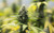 REBEL GRWN
Vanilla Diesel x dbl og chem
fem 12pk  8-9 weeks 
Indica Dominant Hybrid - 70% Indica / 30% Sativa
Vanilla, also known as “Vanilla Bean” or “Vanilla Kush,” is an indica dominant hybrid (70% indica/30% sativa) strain created through the potent cross of Kashmir X Afghani. You guessed it – this bud gets its name from its insanely delicious flavor of sweet sugary vanilla and cream. The smell might catch you a little off-guard at first, with a fragrant lavender kush overtone that is accented by subtle vanilla and spices. Vanilla has lumpy minty green teardrop shaped nugs with dark reddish orange hairs and a coating of bright yellow-green crystal trichomes. The Vanilla high is pone that's perfect for a quick boost of happiness before you hit the hay. The high hits you first with a quick-hitting euphoric boost


Double OG Chem is a slightly indica dominant hybrid strain (60% indica/40% sativa) created through crossing the potent OG Chemdawg X Double OG Sour strains. The perfect heavy-hitting for any indica lover, Double OG Chem brings on a long-lasting and soothing high that’s great for when you want to really kick back in a relaxing and pain-free manner after a long and stressful day or week. The high starts with a subtle build, slowly working its way into your physical form with a soothing body buzz. While your body settles into this state of calm, a happy lift will work its way into your mind, leaving you feeling slightly focused and euphoric, ready to chat with anyone around you. These effects aren’t too sedative, but rather help you to really kick back and relax. Combined with its super high 23-24% average THC level, these effects make Double OG Chem perfect for treating chronic stress, inflammation, ADD or ADHD, chronic pain and headaches or migraines. This bud has a classic spicy chemical flavor with a savory and skunky woody exhale. The aroma starts of earthy and flowery before taking a sharp turn into spicy skunk and woody pine. Double OG Chem buds have small fluffy rounded forest green nugs with thin clear amber hairs and a coating of frosty clear crystal trichomes.