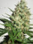 WRECK-N-CREW        Deadhead is a hybrid strain with a 60:40 sativa/indica ratio. Apart from having an amazing potency level, it has a classic O.G taste and a great flavor. It goes without saying it is the finest strain of its kind and will not leave you with an itchy throat and neither is it uncomfortable to inhale. However, it does taste quite dank and earthy and at times quite pungent. Since it is a combination of SFV OG and Chemdawg, its THC level reaches 25% making it stronger and potent. Keeping this in mind, it is not advised nor recommended for patients who have a low tolerance level or are new to smoking cannabis. Deadhead OG can be used to treat a variety of medical problems including chronic depression, anxiety, pain, stress and insomnia. After giving it a try you will realize it comes into affect almost immediately. You will notice feelings of euphoria and amusement. Additionally, this mood can last for hours all the while increasing your introspection and focus rather than leaving you dazed and confused. It is a must try for those individuals who wish to stay active and alert after medicating. However, it can relax you to such an extent where you may want to fall asleep.  For over three years we have inbred, back-crossed and selected the finest of plants within the Trainwreck gene-pool and now Breeders Choice is pleased to announce the launch of this special seed line that delivers a world class quality of high in a plant line acclimatised for the indoor gardener looking for no compromise in the quality of high.  The Wreck delivers a clear, potent and psychedelic high. Its special 'without ceiling' properties make it one of the most potent Sativa's for the indoor grower. Combined with a unique quality of high, The Wreck has wonderful deep flavours of mint, pine, lemons, sour and sharp citrus fruits, which delight the palate and stimulate the senses.  Breeders Choice The Wreck is a stable IBL, easy to grow, super potent bell ringer off a high.  * Mexican/Afghani and Thai * Derived form a 'elite' clone only * Gorgeous plants * Authentic Sativa Heirloom Californian Genetics * Extremely Potent  Sativa/Indica: Pure Sativa effect, 75% + Sativa growth traits Indoor/Greenhouse: 8 - 10 Weeks Outdoor finish: Late October, 35 degrees latitude and South. Odor level: Medium Mite resistance: High Mould Resistance: High Stretch: 3x and greater Yield: High / needs training  Trainwreck didn't get its name or claim to fame in the marijuana community for no reason at all. This exhilarating hybrid strain has mind blowing components that will hit you like a train after just a couple of hits. A combination of 2 sativas (Mexican and Thai) and one indica (Afghani), this strain is nothing short of a mental roller coaster ride. Although Trainwreck is mainly sativa dominant (80:20 sativa/indica ratio), you can expect a mellowing body high in addition to a cognitive high that administers imaginative and inventive thoughts. Patients commonly use Trainwreck to relieve pain, PTSD and stress. You can smoke this strain comfortably throughout the day even with its super high potency. It's long green leaves are accompanied by a pine/citrus aroma that can't be mistaken. You can expect a noticeable after taste of lemon with a slight cough when inhaling this strain.. There's definitely a heavy amount of trichomes (hairs) on this strain which gives it a light green color and sometimes a subtle hint of gray.