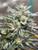 Animal Cookies x Headstash x Deep Jungle bx (Karma colab)
Animal Cookies x Headstash (Karma) x Deep Jungle bx﻿
Animal Cookies-
While working to release the Girl Scout Cookies S1's after months of rigorous testing, we knew we had a winner! We were right - our cut of Girl Scout Cookies won the High Times Medical Cannabis Cup in February. But our goal is not to just offer you the same genetics, our goal is to offer you the best. So we started working to improve the Girl Scout Cookies and now we can no longer keep this animal caged! BCBD is proud to present you with the Animal Cookies!! We hit the award-winning GSC with our ultra dank Fire OG Bx3 stud and the results are astonishing. Still retaining the original cookie flavor, the Animal Cookies pack more potency, a better yield, better structure and an even more interesting funk. Expect all of this in 10 weeks, this masterpiece is now available - so now the only real question is: are you ready to tame this animal!  Genetics: Indica / Sativa Hybrid Specifics: Girl Scout Cookies x Fire OG Bx3 Flavour: Cherry cookies taste Flowering Time: Indoor: 9-10 weeks
Headstash-
An indica-dominant strain with a complex genetic profile. Headstash clinched 1st prize in the Best Indica category at the 2015 Amsterdam Elite Cup. Derived from a three-way cross of the immensely popular Girl Scout Cookies, Cannarado’s Cherrie Pie and a KarmaRado OG male, Karma Genetics then felt that the strain could use some more OG Kush infuence, so they spliced the genetics with their flagship Biker Kush to create Headstash.  FLOWERING TIME 9-10 weeks AWARDS Best Indica category at the 2015 Amsterdam Elite Cup
Deep Jungle - Afghan Khyber x Vietnam Black x Deep Chunk 
Vietnam x Deep Chunk x Petrolia HeadStash x Red Khyber ( La Mano Negra )
60 % Indica 40 % Sativa
65 days florewing
x4 – x5 ( stretching)
Real Hash Strain
Original seeds from La Mano Negra
Old School Genetics/Karma colab
 
Intense “warming” sensation and immediate effect