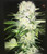 Skunk Hero RBx1

1994 Super Skunk x Mandarin Sunset 

She's a robust Hybrid, and a strong plant with good lateral branching and extremely large, fast onset flowers. She likes heavy light and can thrive in any system.  Easy to grow for anyone, even the beginner grower.

• Available in either 5 or 10 AlphaFem™ Seeds

• Flowering time:

Indoor 8-9 weeks 

Outdoor Mid-season

• Yield:

Indoor and Outdoor: Massive! 

• Terpenes: Late 80s early 90s classic Dutch Skunk profile along with some citrus undertones.