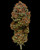 Humboldt Seed Co.
BLUEBERRY MUFFIN
SIGNATURE STRAIN
FEMINIZED SEEDS
FLOWERING TIME 45 DAYS, SEPT. 15 – OCT. 1
INDICA DOMINANT | SWEET STRONG BLUEBERRY SCENT | F9 DOUBLE BREEDING LINE FOR HYBRID VIGOR

BLUEBERRIES | MUFFINS | CHAMOMILE







Blueberry Muffin

Blueberry Muffin is a company favorite. This seed produces plants that grow uniformly and produce frosty colas highlighted with purple flakes. The buds smell powerfully like fresh baked blueberry muffins, making the name of this strain a piece of… muffin. EMERALD CUP 2017 6TH PLACE!



STRAIN BENEFITS
Uniform plant growth
Consistent high yielding plants
Buds smell like blueberry muffins
Produces frosty colas highlighted with purple flakes