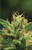 Humboldt Seed Co.
HUMBOLDT SOUR DIESEL
ORIGINAL STRAIN
FLOWERING TIME 65 DAYS, October 5-20
SATIVA DOMINANT | AMAZING SOUR SMELL | Bx4

ORANGE | CINNAMON | SKUNK

Humboldt Seed Co. HUMBOLDT SOUR DIESEL ORIGINAL STRAIN   FLOWERING TIME 65 DAYS, October 5-20 SATIVA DOMINANT | ENERGIZING & ETHEREAL | AMAZING SOUR SMELL | Bx4 ORANGE | CINNAMON | SKUNK Humboldt Sour Diesel Bred by Humboldt Seed Company, Humboldt Sour Diesel is produced by crossing Sour Diesel Bx3 and Humboldt Headband. It consistently grows dense green buds with a gassy flavor that resembles that of the classic Sour Diesel. Providing a wonderfully euphoric high, Humboldt Sour Diesel is a great choice for anyone looking for some creative inspiration. FEMINIZED SEEDS FLOWERING TIME 65 DAYS, October 5-20 STRAIN BENEFITS Sativa Dominant Easy to grow, will double in size during flower Extremely dense flower structure Expresses moderate mold resistance Skunky orange cinnamon aroma


Humboldt Sour Diesel

Bred by Humboldt Seed Company, Humboldt Sour Diesel is produced by crossing Sour Diesel Bx3 and Humboldt Headband. It consistently grows dense green buds with a gassy flavor that resembles that of the classic Sour Diesel.



FEMINIZED SEEDS
FLOWERING TIME 65 DAYS, October 5-20
STRAIN BENEFITS
Sativa Dominant
Easy to grow, will double in size during flower
Extremely dense flower structure
Expresses moderate mold resistance
Skunky orange cinnamon aroma