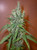Romulan Haze 
 
reg m/f 5 pack
 Sativa Dominant Hybrid - 70% Sativa / 30% Indica
THC: 20%    flowers 60-65 days
Romulan Haze is a sativa dominant hybrid strain created through crossing the potent Super Silver Haze X Romulan strains. With its super high 15-20% average THC level and heady effects, Romulan Haze is the perfect bud for any sativa lover. You'll feel the onset of the high very quickly after your first exhale, experiencing a euphoria rush that launches you into tingly bliss. Your head will be completely clear with an increase in focus and energy to go with it. This effect will soon become giggly as the tingle spreads throughout the rest of the body, leaving you laughing at anyone and anything around you. Thanks to these effects and its high THC level, Romulan Haze is often chosen to treat conditions such as depression, chronic stress, ADD or ADHD, chronic fatigue, and muscle spasms. Romulan Haze buds have fluffy popcorn-shaped olive green nugs with rich amber undertones, tiny furry hairs, and a spattering of chunky amber crystal trichomes. The flavor is very skunky and herbal with a woody citrus overtone. The aroma of Romulan Haze takes a pungent turn with skunky haze and herbs accented by tangy sour citrus.