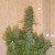 SKUNK #1




flower time 8-10 weeks

80%Sativa/20%Indica

A winner of a number of harvest festivals. One of me most sought after strains in the world. Ten years ago the sweet SKUNK 1 arose from an Afghani, a Columbian, and a Thai. It is now a stabilized homogeneous hybrid.   Afghani X Acapulco Gold X Colombian Gold strains were crossed to produce this ledgend . With its classic parentage and high  average THC level, Skunk No.1 is one bud you'll need to add to your must-try list. Skunk No.1 has a swet and super skunky flavor that takes a sour pungent turn on exhale that can leave you cringing if you're not ready. The stench is heavy and permeating with pungent skunky smells that are sour and spicy and near overwhelming. This bud has small piecey pebble-shaped minty green nugs with sparse orange hairs and a coating of tiny minty green crystal trichomes. The Skunk No.1 is everything you'd expect from a classic hybrid, with both head and body effects that are perfect for any level of user. You'll experience a feeling of euphoria first accompanied by an increase in mental clarity and focus. Your clear-headedness won't last for too long – it will be quickly replaced by a haziness that's pleasant and relaxing. Your body will fall into this hazy feeling as well, lulling itself into a state of calm. These effects make Skunk No.1 perfect for treating chronic pain, depression, chronic fatigue, and stress.

 this remains one of the most famous strains of all time, born three decades ago in Holland, where breeders crossed multiple strains from South and Central America, Thailand, and Afghanistan. The result became a staple in itself and spawned countless hybrids containing its genes. True to its name, Skunk #1 smells decidedly skunky, while the taste is a mix of sour and earthy flavors. This is an indica-dominant strain (35:65 sativa/indica ratio) best used late in the day. Though it comes with a head buzz that belies its indica genes, Skunk #1 also provides deep-body relaxation. The head high is energetic and creative, while the body high is peaceful and soothing. It can be used to treat anxiety and other mental disorders, as well as chronic pain, headaches, and lack of appetite. This strain remains highly popular in Amsterdam, and though it can be found across the United States, it's mostly found on the West Coast, Arizona, and Colorado.