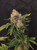 LIBERTY HAZE 50/50 cbd/thc  reg m/f 11 pack  60 days of flower time  Liberty haze is a cross of G13 male with a fast flowering Chem Dawg 91. Liberty Haze has both Indica and sativa characteristics with one perfect talent.- a fast flowering time. (8 to 9 weeks). A medium tall plant with substantial girth and big fat calyxes, she performs excellently in both indoor and outdoor environments. Long dense cola’s start to really fatten up in the last three weeks with dense trichome production with beautiful contrasting red and purple hairs. The Liberty Haze buzz is immediate and long lasting with an alert and euphoric cerebral effect.  * Has a distinct and refreshing lime taste and fragrance.   Type: Indica/Sativa Flower time: 60-65 days harvest time: End September / Early October  Genetics: G13 x Chem Dawg 91