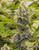 Bothers Grimm  Pineapple  9pack feminized  Pineapple XX was created to satisfy all the nostalgic growers and smokers who remember the “original C99” as compared to the current Cinderella XX as being more Sativa dominant and pineapple flavored. Expect frosty, tight buds with foxtails and especially strong pineapple aroma terpenes. Your whole flowering room will smell like a Dole plantation.     FLOWERING TIMES  56-60. Seedlings should be 6-8 weeks old before flowering. Pistils should all be withered and the resin heads have all gone cloudy/milky at harvest time.     MORPHOLOGY  These plants are Sativa-dominant. Lanky as seedlings and tall at harvest time, however clones from these plants will stay more compact. Expect frosty, tight buds with foxtails and especially strong pineapple aroma terpenes. Your whole flowering room will smell like a Dole plantation.     HOW DOES IT SMOKE?  You immediately smell pineapple wafting through the air when you open a jar of cured buds. And when you light it up, that fruity flavor hits your taste buds, you smile and exhale and your mind is flooded with smooth, strong and energetic waves of pleasure.  GROWING NOTES  Pineapple XX is a fast-flowering plant needing plenty of light and nutrients. She also likes extra cal/mag. The structure of these plants is well suited to netting. Commercial growers will find that they can grow these plants tightly spaced and get impressive yields for a Sativa.  YIELD  We harvest 4-5 ounces of primo buds from a 48-inch-tall plant. Above average yield.     LINEAGE  Cinderella 99 Pineapple female x C99 female pollen donor