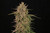 Hillbilly Legacy   Jolly Racher  Silverback x Ruby Cookies Kush  fast growing and durable plants with a candy smell, this treat is ready in mid september. very powerfull strain The Ruby Kush hemp strain does an excellent job of an Indica bud. It is a warm hug that puts your body in a unique state of relaxation. All the muscular and mental stress goes away, your back feels loose again, and the insides of your head feels light. Your body starts feeling heavy and warm after a while. Now is the time to sit on the couch or your bed.Medical benefits come in the shape of reprieve for users with mild and chronic aches due to its powerful sedative effects. You will not experience a strong psychoactive effect but rather stay on the ground.  Ruby Kush is a variation of the Bubba Kush strain with Delta-8 THC contributions to its growth. It has considerably strong relaxation effects with  psychoactive influence compared to traditional Delta-9 THC.   As the offspring of a legend, the Ruby Kush hemp strain will fulfill your expectations.  LINEAGE  Bubba Kush is what you call a classic. This legendary strain is a solid Indica hybrid. Its popularity has spread in the US and abroad because of its sedative effect that puts you in a very relaxed mood without sending you to bed. Its plump buds covered in white trichomes save a high quantity of resin for those lucky to try it.  GROWTH INFORMATION  The Ruby Kush hemp strain grows characteristically in indoor environments with a greenhouse-controlled climate. It needs a mild, humid, and warm Mediterranean climate to grow with all of its benefits.   Due to its Delta-8 THC properties, growers need experience and knowledge to keep them intact during the growth.  FLOWERING TIME  8 to 9 weeks  mid to late sept.
