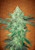 Mosca Seeds  Rager  Stardawg x Gelato  8-9 weeks early to mid oct  The Stardawg genetic receives its name for the crystallized and bright trichomes that make this variety dazzle anyone. It is a hybrid cross between Chemdawg 4 and Tres Dawg.  Our Stardawg is a very potent strain with a THC level of up to 22%. Consumers can be prepared for a very strong cerebral experience, accompanied by a major bodily heaviness.  Its smell is spectacular and the simple fact of smelling it makes you feel happy and positive! In addition, Stardawg is ideal to help patients combat stress, fatigue and anxiety disorders.  Taste  The smell of this plant is usually citrus and pine with a lemon scent.  Effect  This variety is known for showing full effect in the first 5 minutes of being consumed. These effects are reflected in your whole being: mind and body. Culminating in a strong cerebral stroke, and accompanied by total relaxation throughout your body , increases creativity and produces psychedelic effects in some cases. It also helps increase hunger, and can reduce nausea . In fact, this variety has a surprising medicinal value, and can be useful in many aspects . Not only to enjoy its effects as cannabis plant, but also as medicine.  You'll need a few minutes before you can stand up after having tested , because it could be that your legs are shaking!!  Growing  This variety has no great mystery when cultivating it. It is simple, but will surprise you with its high growth. As the plant grows, you will observe green buds clearly that appear to be covered with glittering crystals and orange “orange” hairs on it.  We recommend you to give it enough room for its growth , because as we said, this plant can become quite high, and its branches need to be able to deploy well. For indoor grow, we recommend using pots with at least 3-5 gallon pots  Another West Coast strain  Since the law changes throughout the US, “American” strains have become very popular with many  growers and Gelato is no acception. Hailing from the Bay Area in California, Gelato is another genetic marvel with some fire parentage in both the Sunset Sherbet and Girl Scout Cookies, in particular the Thin Mint pheno. Gelato is a THC powerhouse and after admiring her dark purple hues contrasting against the fiery orange hairs from a sparkling resin coated nug, you should experience her heavy handed blast of euphoria. Newcomers should take care but those of us with a high tolerance will be loving wave after wave followed closely by a feeling of heavy physical relaxation that despite this many are still able to stay productive and creative when enjoying Gelato during the day. large Yields  are easily achievable when grown indoors whilst when grown outdoors over 750g per plant is possible.  Flowering: 8-9 week from onset of flowers THC: Very high CBD: 1%