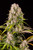 Fancy Weed Elite Genetics

Fritter Fighter

Apple Fritter x Starfighter F3

Hybrid

55-60 days flower time




Apple Fritter, also known as “Apple Fritters,” is a rare evenly balanced hybrid strain (50% indica/50% sativa) created through crossing the classic Sour Apple X Animal Cookies strains. Best known for making the High Times' 2016 “World's Strongest Strains” List, this baby brings on a hard-hitting high and super delicious flavor that will have you begging for more after just one taste. This bud has a super sweet fruity apple flavor with a lightly cakey vanilla exhale that's just like a delicious fresh-baked apple fritter. The aroma is very similar, with an herbal effect to it. This bud has spade-shaped dark olive green nugs with deep purple undertones, vivid orange hairs and a coating of tiny white crystal trichomes. is mold and midew resistant and packs it on towards the end.

Starfighter is a slightly indica dominant hybrid (60% indica/40% sativa) strain created as a cross of the infamous Alien Tahoe OG X Lemon Alien Dawg strains. With a powerful pungent lemony aroma and strong cerebral effects with a high THC level of up to 20%, Starfighter is one all-around perfect bud. The taste of Starfighter is incredibly memorable, with a delicately sweet earthy lavender onset that has a sharp pungent lemony pine aftertaste upon exhale that can linger for hours after just one toke. This bud has small to medium-sized super airy and round grape-shaped forest green nugs with dark purple leaves, bright fiery orange hairs, and a fine layer of visible sticky resin and sparse white sandy trichomes.

Type: Hybrid
Flowering Time: 55-60 days
Yield: large
Potency: Extremely Potent