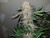 Fancy Weed Elite Genetics

Duh Punch

Purple Punch x Black Label

larry og x granddaddy purps   fornicator x obama kush

indica dom hybrid

50 days

The Duh Punch is a cross between the amazing purple punch and the black label.This variety is a cross between two genetics of great power and flavour, Black lLabel and the Purple Punch, which is a cross with, Larry Og and Grand Daddy Purps, producing a cultivar with an original flavour, and excellent resin production.  This variety can by cultivated applying different techniques such as topping, recommended for producing a large number of main tips and take full advantage of this potential.It produces compacts like rocks buds, which are covered by thousands of trichomes that provide a bright appearance on a purple background, a great visual impact. with the harvest ready in October. It has a good resistance to mites,mildew and molds which makes it a good choice for northern climates  it adapts well to different growing environments.

Purple Punch flavours and aromas are a mixture of blueberries and grapes with a sweet and sour touch, a real sweetie on the palate.It is an excellent variety to produce quality resin extractions obtaining a great return.

Black Label is a backcross of our Fornicator male back into the Obama Kush mother.
She is absolutely magnificent! Our personal impression of her is that in veg she grows well. In flower watch out! She comes on strong and seriously pounds out bud with great yields. She is not light hungry. She is not nute sensitive and does well on moderate levels of nutes. Black Label  is a powerful Indica dominant hybrid that is regarded as grade A+ Cannabis by most tokers. It has a flowering period ranging from 50 to 60 days and produces a good yield. . Its buds are medium sized and quite dense. These frosty buds are green in color with purple colored leaves. The buds are covered with trichomes and red hair. Black Label  produces a heavy  sharp and crisp scent that is a mixture of menthol and pine odors. This strain has a rich and smooth taste with a hint of fruity and dank flavors. It has an aftertaste similar to that of hash.
Flavors range from sweet and kushy to dank and skunky. Her color is produced genetically. This means you do not have to freeze her out to develop the deep purple that finishes her off.
Black Label finishes in 50-60 days. You can run her longer and the color only develops a deeper shade of purple and will go black!