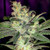 Omuerta Genteix
(Mango Puff Frost Monster Phenotype) F5 Inbred line
72 VIRGINS F5 IBL
SATIVA HYBRID 

reg m/f    8-9 weeks of flower time

72 Virgins is our phenotype select F5 IBL Mangopuff Frost Monster.  Without a doubt the most worked and highest regarded strain in Omuertas history. It is the definitive Mango strain and knocks all other wannabes into the dust. This ones a show stopper in looks, weight, frost and scent/ taste. Growing like a Sativa and flowering like a kush plant with heavy branches of glistening frost dripping flowers. We are very proud to be releasing this one We have taken the frost monster and stabilized it by inbreeding only the champions. This is the KING right here and it will outshine and impress. All 72 Virgins seeds will grow very similarly and be a true Frost Monster phenotype

YIELD:                               HIGH
SKILL:                                INTERMEDIATE
FLOWERTIME:                8-9 WEEKS