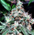 Omuerta Gemetix
STARLESS NIGHTS F1
Eclipse X Thousand Oaks F4
INDICA

reg m/f 12 pack

8-9 weeks of flower time

Gigantic buds explode from every flower site, growing incredibly dense and smelling of sweet cherries and wild flowers. Very high pistil to leaf ratio makes for easy trimming. Starless nights.  it's a cross between the Eclipse which was , a cross between Chocolope Kush and Grape Stomper, The yield on Eclipse was exceptional as well making it a great choice for smaller plant counts or sea of green style gardens. Crossing it with a male Thousand Oaks F4 seemed like a No brainer, and so it was. the starless night  just explodes in  huge dense flowers on every branch and smells of oranges. She flowers in 8-9 weeks with a strong Tahiti Treat odour. Staking and scrogging are needed for these little monsters. 

YIELD:                               MASSIVE
SKILL:                                BEGINNER
FLOWERTIME:                8-9 WEEKS