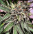 Omuerta Genetix

Ztarfighter F3

Ztarfighter x ztarfighter

(Zkittles x the cube)

reg m/f 12pack

Indica

8-9 weeks of flower time

      Ztarfighter F3 has an incredible Indica structure and definitely leans hard to that side. Plants are medium sized bushes with lots of side branching and vigorous growth. This strain responds well to pruning and scrogging and will fill out in dense short wide spears. Some purpleing can occur late in flower with some phenotypes. Ztarfighter F3 has a light taste and a light smell. Like Vanilla on the inhale; thick and creamy with notes of caramel. She doesnt exude any gassy stench, sweet flowery or rotten fruit taste like our other cultivars either. She smells of basic Kush but she packs a mighty suckerpunch to the head The flowers are coated in crystal with enlarged resin glands from the Cube side, which really shines through in the F3. The Zkittlez mother was hit with pollen from The Cube. She is a 60-65 day Skittles with a side of kush flavored robust and vigorous kush hybrid and the father is a stout, 55-60 day finishing heavily resinous and iced out beefcake of a specimen.

This cross should result in hybrid vigor, as well as shortening her flowering time while applying his resin/frost content and adding a complex creamy cherry rootbeer and fresh wood profile to the mix! Expected to yield well also, as both parents are solid producers!