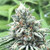 EMERALDROSE FARMS

Ice Peltal Flowers

Maui OG

Sativa  20%thc

The "Maui OG" is a sativa marijuana strain. A relative to Hawaiian sativa strains, Maui lives up to its tropical reputation. The musky overtones for this easy sativa are complemented by its fruity aftertaste and floral aroma. Maui tends to be head heavy and delivers a slow cerebral sensation that becomes more prominent over time. A creeper for sure. Great for outdoor activities as well as a late night movie

Available in:

3.5grms

7grms

1grm pre roll and 1/2 gram pre roll