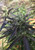 EXOTIC GENETICS
Slippery Susan 

tina x Greese Monkey

56-63 days

6pack indica dom




Slippery Susan marijuana seeds hail from a legacy lineage of two high THC cannabis strains — the award-winning indica-dominant Tina and skunky hybrid Grease Monkey, another Exotic Genetix in house genetics legend.  

Tina, crossbred from Constantine and Triple OG, earned its title of “Best Indica Flower” by High Times in 2017 and lends its acrid jet fuel aroma and mind-stimulating buzz to Slippery Susan. Grease Monkey balances out the mental effects with its heavy body high and sweet earthy flavour. 

Slippery Susan Strain Terpene Profile

While the terpene profile for this Tina x Grease Monkey prodigy is still being developed/under analysis, we can use information from the parent strains to make an educated guess on that as well as the flavours and aroma offered.

We can estimate that Slippery Susan packs a pungent punch, combining the acrid jet fuel aroma of Tina with the earthy diesel undercurrents of Grease Monkey that will knock you off your feet. Amidst the dank earthy flavour, you’ll also detect a subtlety of spicy chocolate fueled by a rich coffee exhale.

It’s reasonable to guess that high levels of myrcene and caryophyllene are responsible for this strain’s strong herbal and peppery notes that comprise its pungent yet rich flavour profile.

Slippery Susan Strain Effects

Hold onto Slippery Susan tight as you slide into a mentally titillating yet deep muscle penetrating high that massages your body and soul into euphoria. You may even experience some tingling down your spine as you exhale, an inherited trait from the mother strain, Tina.

Slippery Susan offers the best of both sativa and indica worlds, allowing you to expand your mind and imagination while you remain glued to your couch or bed in optimal comfort. As time goes on, you’ll find yourself slipping into a tranquil and dreamy slumber. 

How to Grow Slippery Susan Strain

Slipper Susan seeds can become a slippery slope for novice cultivators looking to try their hand at this fairly difficult to grow strain. If you’re up for the challenge though, you can expect a very high yield of potent buds with this top-shelf quality strain. 

This hybrid strain from the Exotic Genetix seed co is available as regular seeds or feminized seeds in our seed bank and boasts a modest flowering time of 8.5 weeks. It can be grown both indoors, where the plant needs a flowering time of 8.5 weeks, and also in an outdoors environment. 

Growers will be captivated by the dense olive green nugs with deep purple hues, fiery orange hairs and a white sticky coating of crystal trichomes.