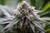 Blueberry Muffin Produced by Humboldt Seed Co. , Blueberry Muffin—sometimes called Blueberry Muffins—is an indica-dominant cross of Blueberry and Purple Panty Dropper . Revered for its uniform bud structure and purple-tinted flowers, this cross smells like a tray of fresh baked muffins. Its berry sweetness is softened by a smooth, creamy finnish…