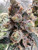 WHIE CLOUD GENETICS 

GOBLIN MODE

INDICA  60-70 days 

Goblin Mode is an indica/sativa variety from White Clouds Genetics and can be cultivated indoors (where the plants will need a flowering time of ±70 days) and outdoors. White Clouds Genetics' Goblin Mode is a indica dominant variety and is/was only available as feminized seeds.

Goblin Mode R1 is a Cross of Zombie Storm X Pablo's Revenge and it is a powerful high percent strain with an extremely loud complex terpene profile