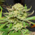 Indica Dominant Hybrid - 85% Indica / 15% Sativa
THC: 20% - 23%

From an unknown breeder comes Skunk Ape, a cross of Las Vegas Purple Kush and Original Glue. This THC-dominant indica has hashish and coffee aromas with chocolate undertones. Once lit, Skunk Ape gives off earthy and spicy flavors, reminiscent of its kush heritage. Medium-sized buds are deep purple with a thick, frosty coat of trichomes.

Skunk Ape is an indica dominant hybrid strain (85% indica/15% sativa) created through crossing the classic Las Vegas Purple Kush X Original Glue strains. This celebrity child packs a gorgeous appearance, classic effects and a mouthwatering flavor into each and every little nugget. Skunk Ape buds have medium-sized deep olive green nugs with vivid purple undertones, rich amber hairs and a coating of frosty clear crystal trichomes that look almost purple in the right light. As you pull apart each sticky little nugget, aromas of earthy kush and pungent herbs are released, with a notable kick of fruity skunk to it. The flavor is very sweet and spicy with a grape overtone that's accented by kushy herbs and spices. The Skunk Ape high is definitely best-suited for a night in, with calming and sedative effects that can quickly leave you dozing if you're not careful. You'll feel relaxed and euphoric with a building sense of creativity that doesn't affect your energy level in the slightes