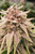 In House Genetics

Bananacane

fem  6 pk

indica dom hybrd

Strain Information

This indica leaning hybred is a great choice for the hobbist big producer and great smell.

loaded with trichs and terps.

ready mid oct outdoors

8-10 week indoors


	

Genetics	

Bluenana x Slurricane #23


Cannabis Type	

Feminized Photoperiod, Hybrid Feminized, Hybrid Photoperiod


Flowering Time	

60 – 70 days