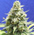 Green House Seeds
Lemon Kush
Sativa Dominant Hybrid - 60% Sativa / 40% Indica
8-9 weeks

fem 5 pack

 this is a very potent sativa-heavy hybrid. Lemon Skunk x critical kush , which has a sativa/indica ratio of 60:40, is the award-winning descendant of two distinct Skunk phenotypes that were selected specifically for their tangy lemon traits. The aroma is Skunky and sweet while the flavor is reminiscent of sweet lemons and other citrus fruit. Lemon Skunk delivers a heady, peppy cerebral high that comes with a boost of energy and creativity, a dose of happiness, and a euphoric kick. It's an uplifting yet lazy experience.