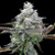 Blimburn Seeds
Zoap
Hybrid - 50% Sativa /50% Indica
8-9 weeks 
fem 6 pack

Zoap is an evenly balanced hybrid strain (50% indica/50% sativa) created through crossing the potent Pink Guava #16 X Rainbow Sherbet strains. If you're on the hunt for a high-powered and well-balanced hybrid, Zoap is the perfect choice for you. This bud has a high potency level and head-spinning effects that will leave you flying for hours on end. You'll feel the effects hit you almost as soon as you exhale, lifting your mental state into one of pure euphoria that is free of any negative or racing thoughts. You'll feel a tingly sense worm its way into your brain, leaving you feeling unfocused and giggly yet totally eager to carry on conversations with those around you. A relaxing body high accompanies this heady lift, leaving you slightly couch-locked although not fully sedated.  This bud has a sweet and sour fruity citrus flavor with a lightly earthy cherry exhale. The aroma is of freshly picked cherries, sharply sour citrus and a touch of light earthiness. Zoap buds have dense and heavy rounded dark olive green nugs with dark purple undertones, thin amber hairs and a coating of frosty, dark purple-tinted crystal trichomes.