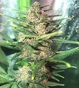 blackberry2__58230.1666291519.