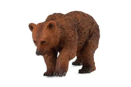Brown Bear Cub
