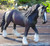 Shire Horse Mare
CollectA animals are top quality, anatomically accurate sculptures, hand painted and great for education encouraging role play.