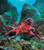 Dive into the depths of imagination with the Red Octopus Puppet!

This fascinating sea creature is brought to life with vivid coloration and eight flexible arms, five of which are operable for dynamic movement.

Features:
Realistic Design: Printed suction cups on the underside of each arm add lifelike detail.
Interactive Play: Easy to wriggle around—fits like a glove for seamless puppetry.
Award-Winning Quality: Recognized with multiple accolades, including the Parents' Choice Silver Award and Dr. Toy’s Best Creative Products.
Perfect for All Ages: A fantastic addition to puppet shows, storytelling, and ocean-themed adventures!

Size: 48 cm (L) x 10 cm (H) x 48 cm (W)
 Age: 3+ years

Bring the wonders of the ocean to life with the Folkmanis Red Octopus Puppet—a mesmerizing companion for creative play!