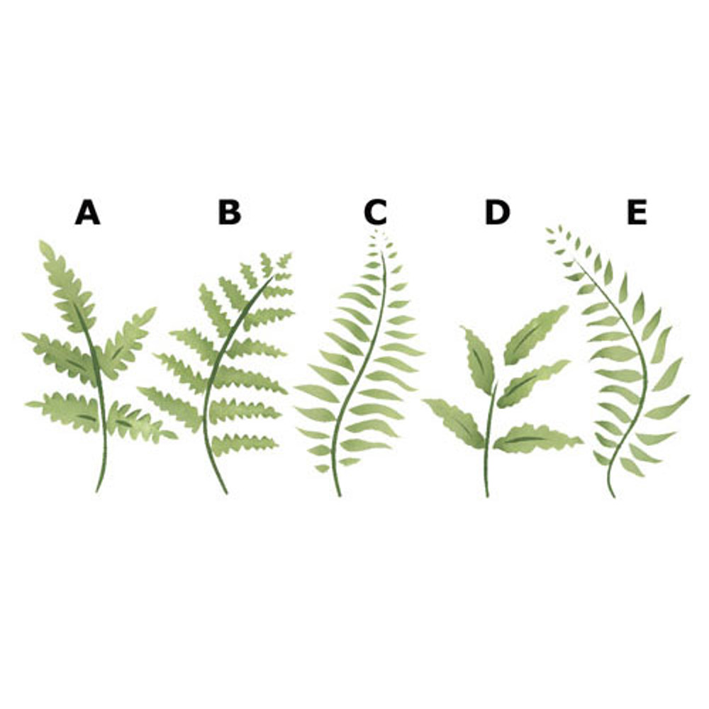 Large Individual Fern Leaf Wall Stencil