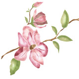 Japanese Magnolia Branch Wall Stencil