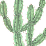 Cactus Wall Stencil by DeeSigns