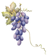 Grape Cluster Wall Stencil by The Mad Stencilist