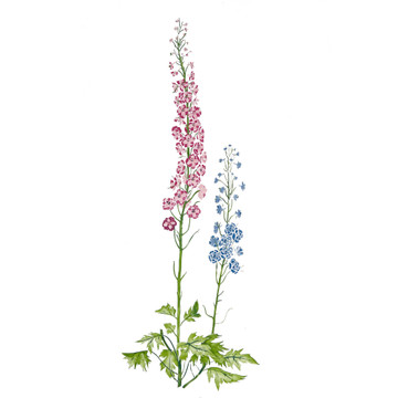 Delphiniums Wall Stencil by DeeSigns