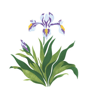 Iris Flower Wall Stencil