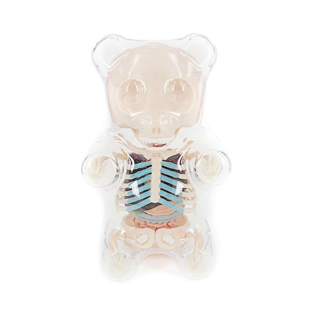Gummi Bear Funny Anatomy