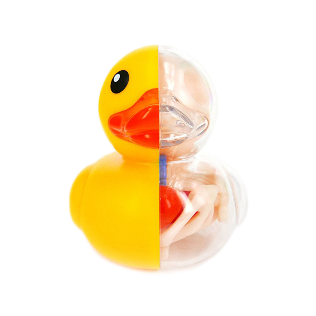 Rubber Ducky Funny Anatomy