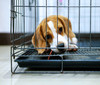P-Tex Polycarbonate Dog Crate Floor Protector