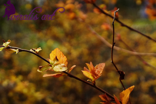 Spiraea Japonica VLI1