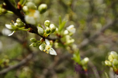 Cherry blossoms VLI-3