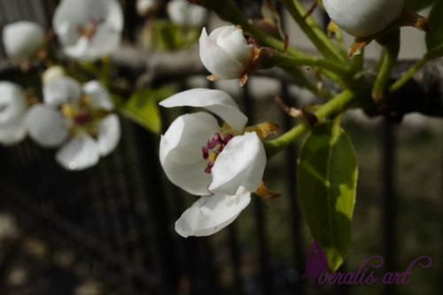 Pear blossoms