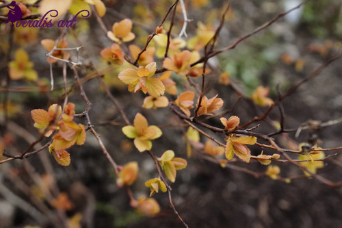 Spiraea Japonica VLI-8