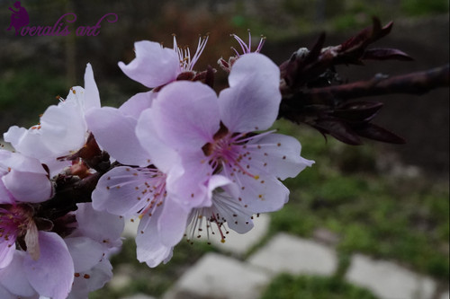Peach Blossoms VLI-10