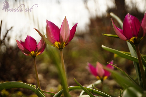 Persian Pearl Tulips VLI-12